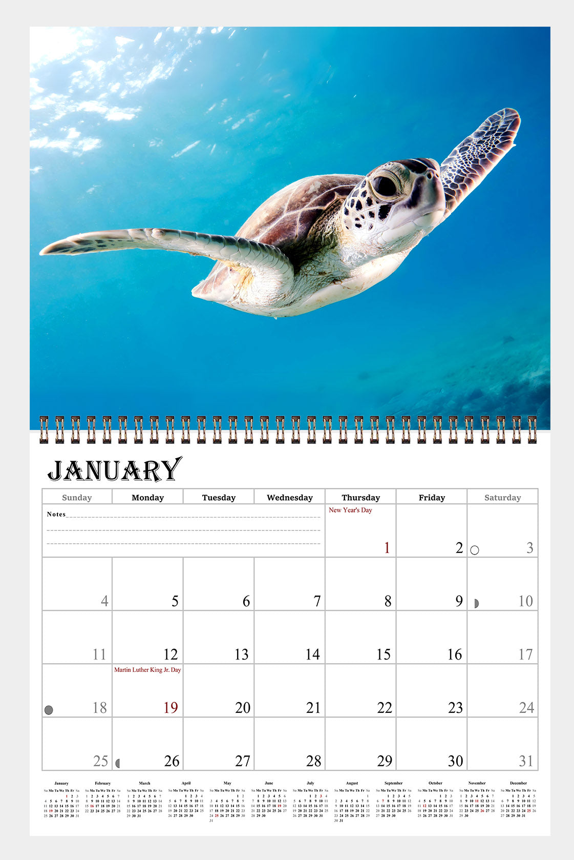 2026 Spiral-bound Wall Calendar (Sea Turtles) - 12 Months Desktop/Wall Calendar/Planner