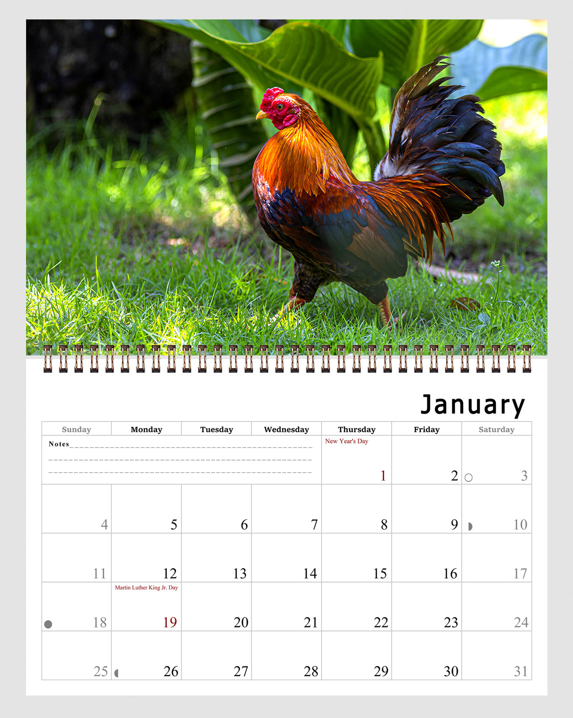 2026 Spiral-bound Wall Calendar (Roosters) - 12 Months Desktop/Wall Calendar/Planner