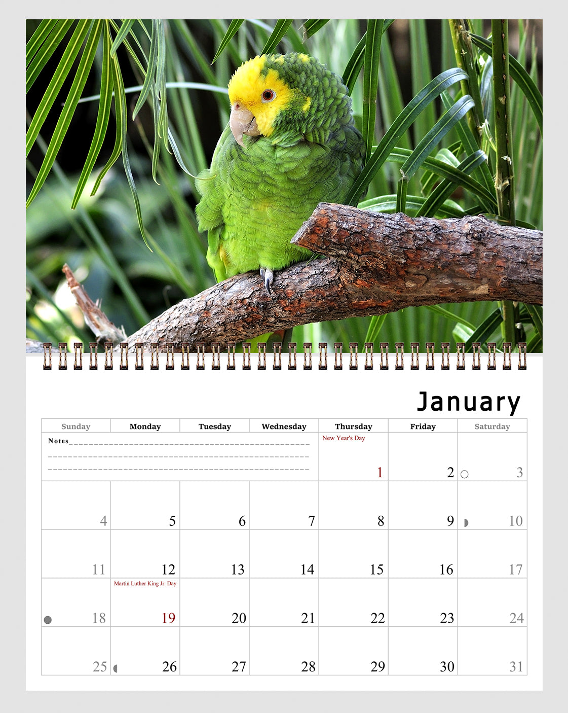 2026 Spiral-bound Wall Calendar (Exotic Birds) - 12 Months Desktop/Wall Calendar/Planner