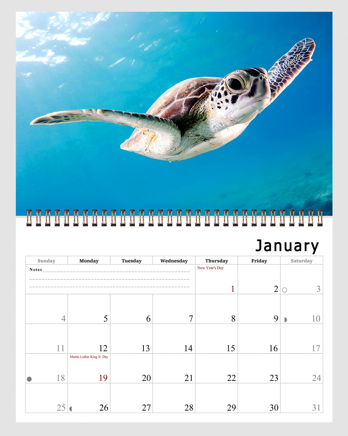 2026 Spiral-bound Wall Calendar (Sea Turtles) - 12 Months Desktop/Wall Calendar/Planner