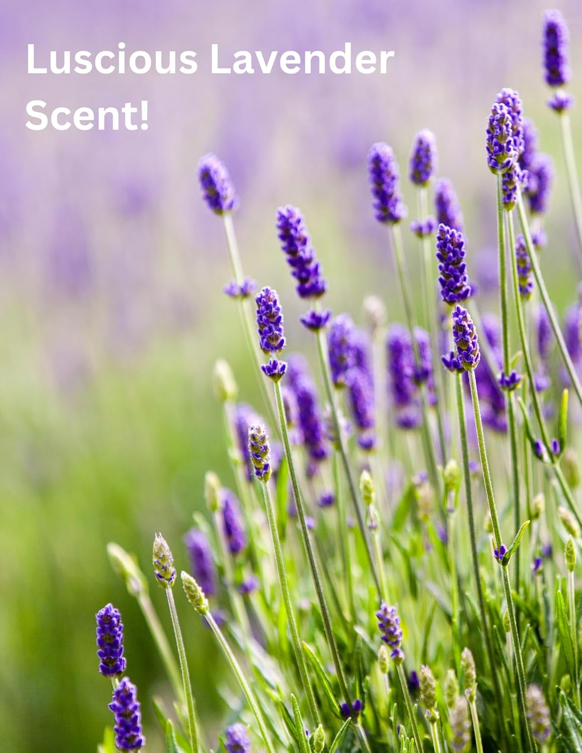 Anti-Stress Clay Mask for Irritated Skin with Dead Sea Minerals and Lavender Set