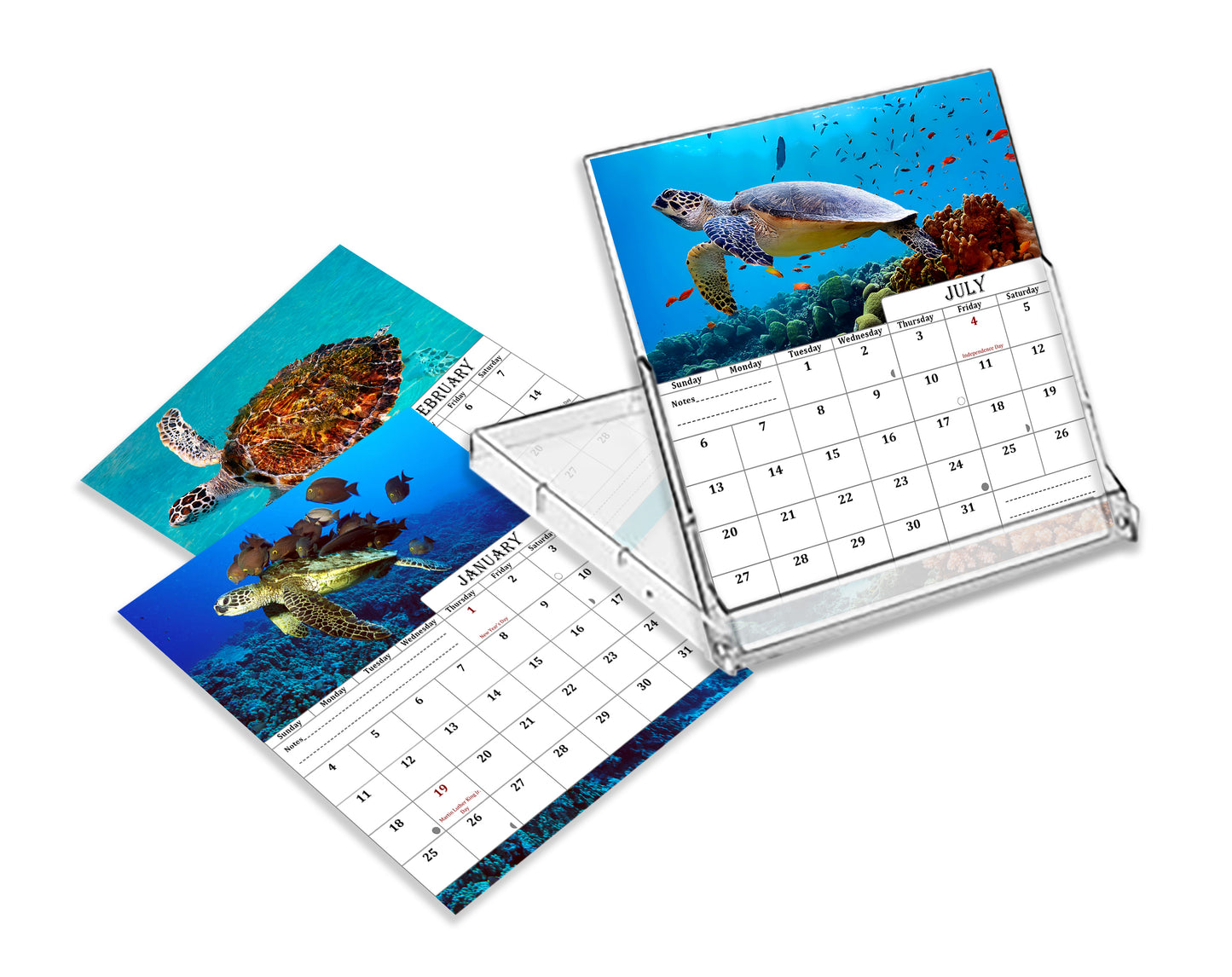 2025-2026 CD-Style Desk Calendar 18 Months Calendar (Turtles)