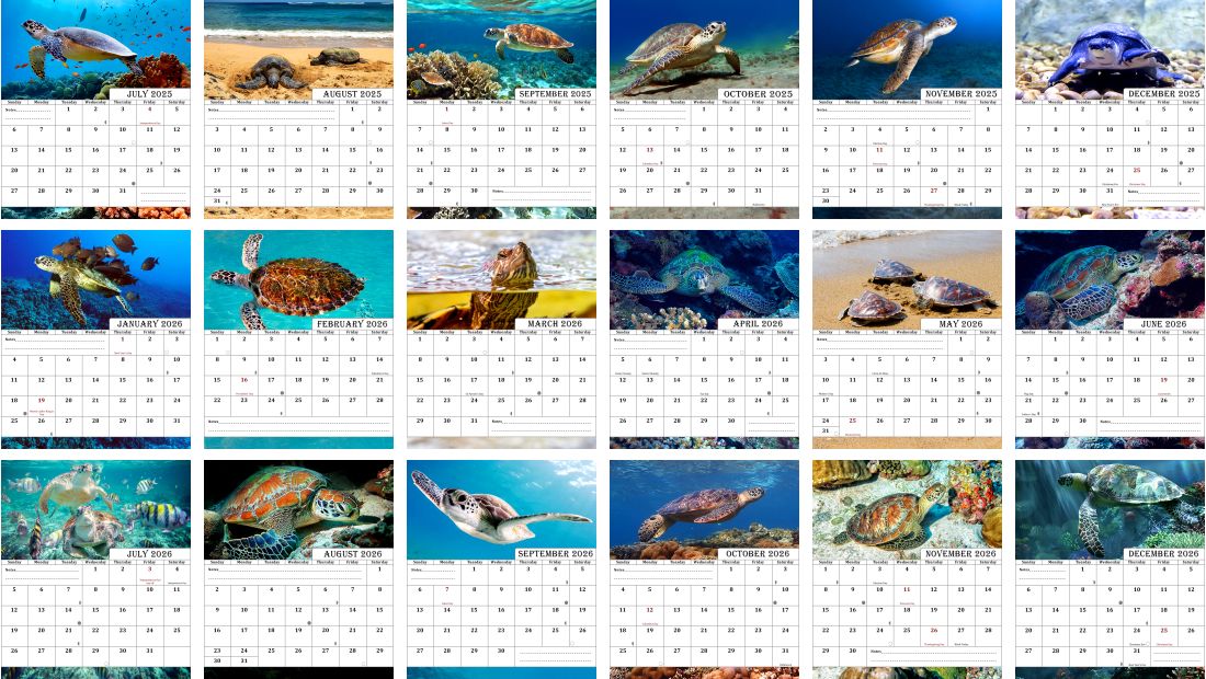 2025-2026 CD-Style Desk Calendar 18 Months Calendar (Turtles)