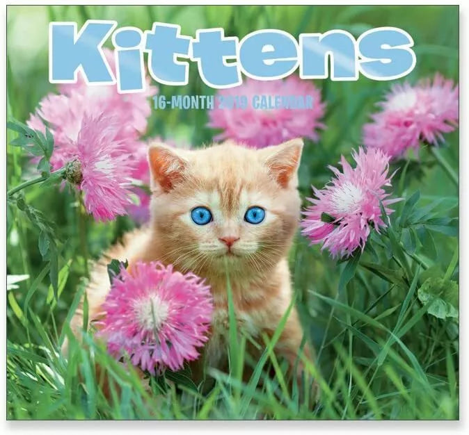 16 Month Wall Calendar 2019: Kittens