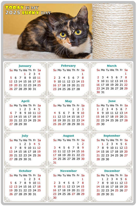 2025 Magnetic Calendar - Today is My Lucky Day (Fade, Tear, and Water Resistant)- Cat Themed 024