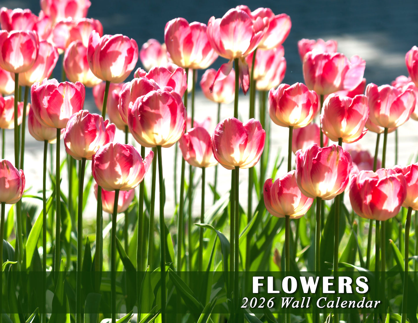 2026 Spiral-bound Wall Calendar (Flowers) - 12 Months Desktop/Wall Calendar/Planner