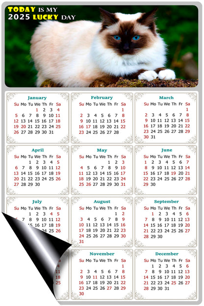 2025 Magnetic Calendar - Today is My Lucky Day (Fade, Tear, and Water Resistant)- Cat Themed 02