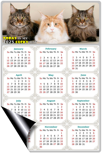 2025 Magnetic Calendar - Today is My Lucky Day (Fade, Tear, and Water Resistant)- Cat Themed 015