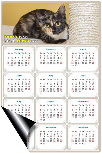 2026 Magnetic Calendar - Today is My Lucky Day (Fade, Tear, and Water Resistant)- Cat Themed 024