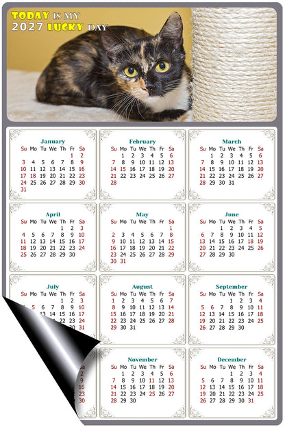 2027 Magnetic Calendar - Today is My Lucky Day (Fade, Tear, and Water Resistant)- Cat Themed 024