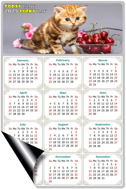 2025 Magnetic Calendar - Today is My Lucky Day (Fade, Tear, and Water Resistant)- Cat Themed 016