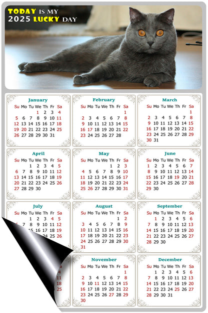 2025 Magnetic Calendar - Today is My Lucky Day (Fade, Tear, and Water Resistant)- Cat Themed 014