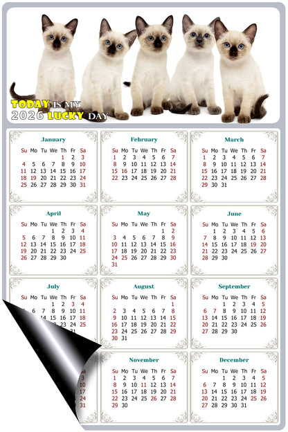 2026 Magnetic Calendar - Today is My Lucky Day (Fade, Tear, and Water Resistant)- Cat Themed 020