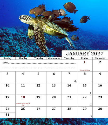 2026-2027 CD-Style Desk Calendar 18 Months Calendar (Turtles)