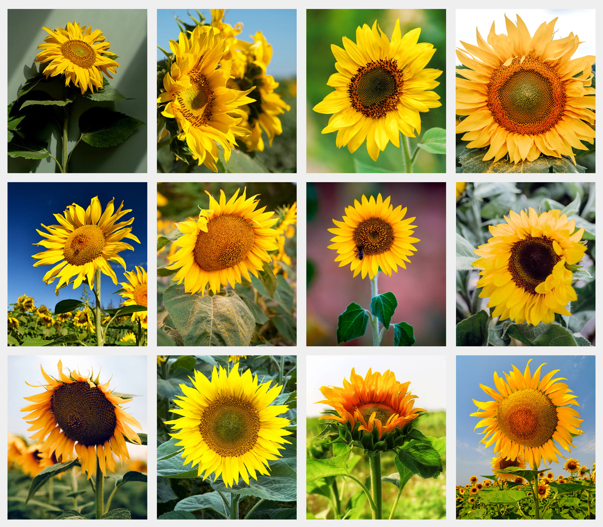 2027-12 Months Desk Calendar Desktop Planner with To-Do List (Sunflowers)