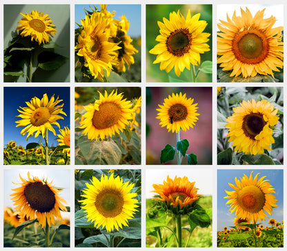 2027-12 Months Desk Calendar Desktop Planner with To-Do List (Sunflowers)