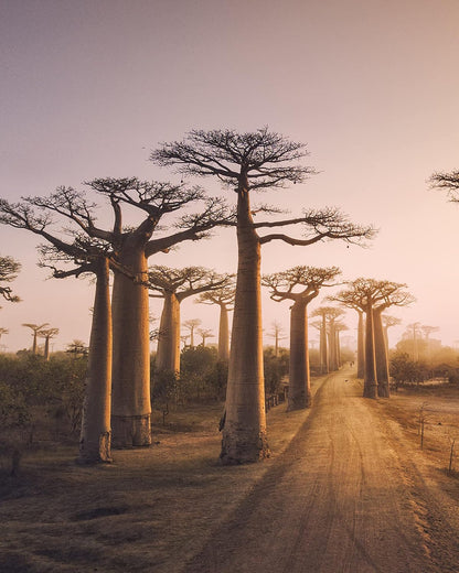 Dream Walls Collage Kit. Paperback Book