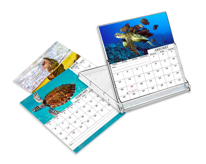 2027 CD-Style Desk Calendar 12 Months Calendar (Turtles)