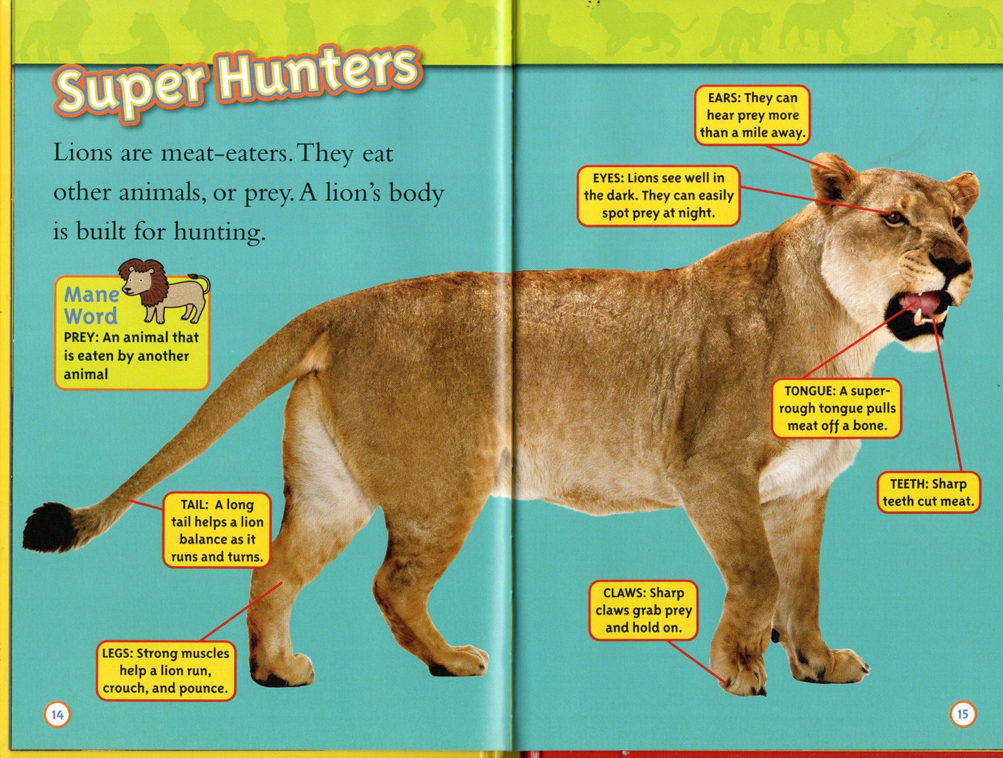 National Geographic Kids Lions Level 1 Reader Laura Marsh (Hardcover)