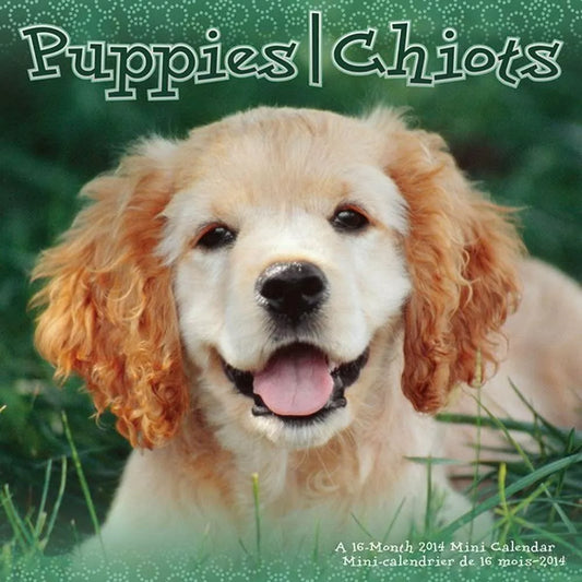 Puppies 2014 Bilingual Mini Calendar (English and French Edition)