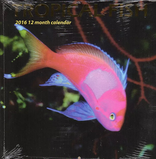 Tropical Fish - 2016 12 Month Wall Calendar