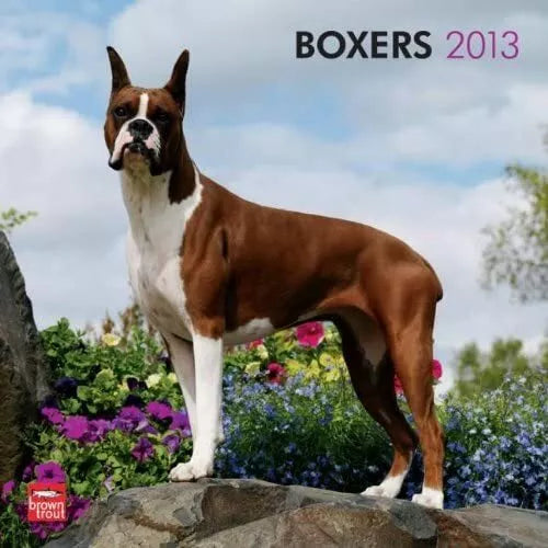(12x12) Boxers - 2013 Wall Calendar