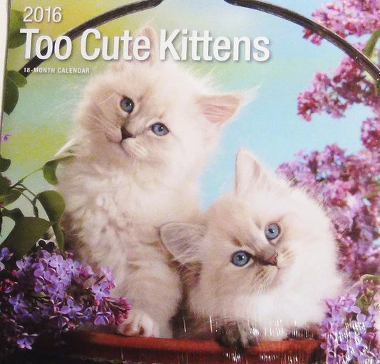 Too Cute Kittens 18-Month 2016 Wall Calendar (12 x 12)