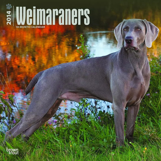 Weimaraners - 2014 Calendar