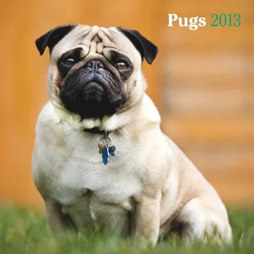 Pugs 2013 Square 12X12 Wall Calendar