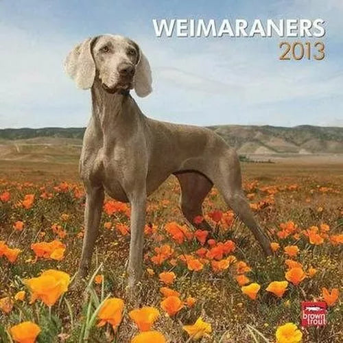 (12x12) Weimaraners - 2013 Wall Calendar