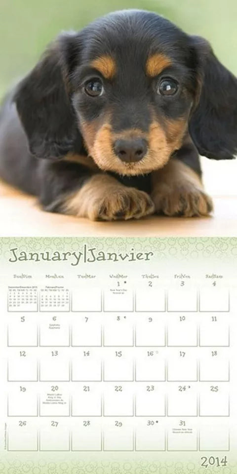 Puppies 2014 Bilingual Mini Calendar (English and French Edition)