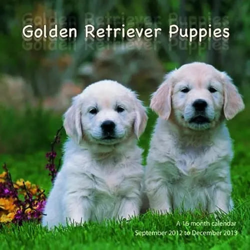 Golden Retriever Puppies 2013 Wall Calendar