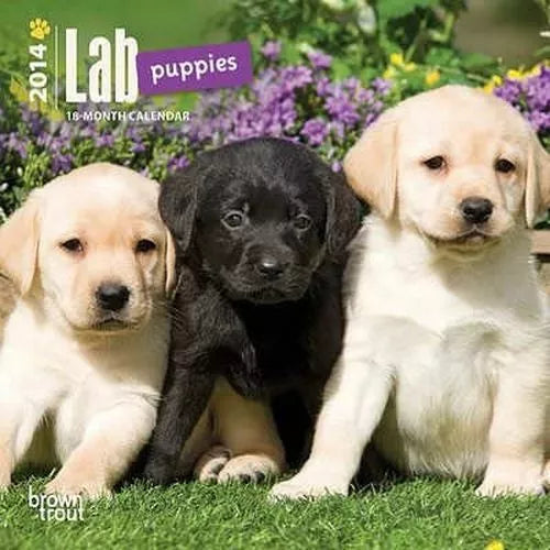 Lab Puppies - 2014 Mini Calendar