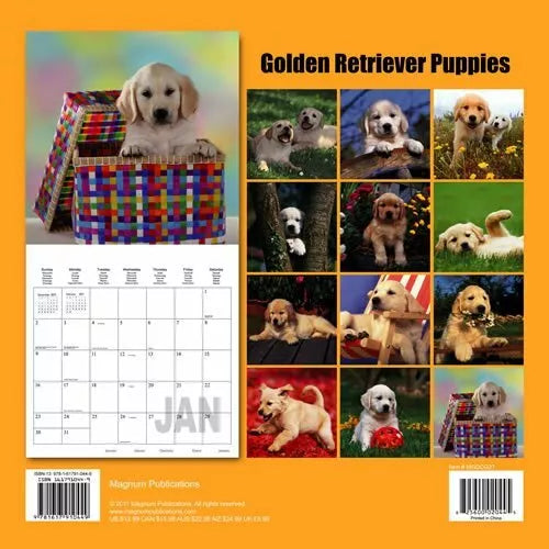 Golden Retriever Puppies 2013 Wall Calendar