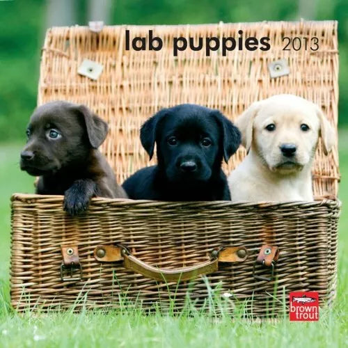 Lab Puppies 2013 7X7 Mini Wall Calendar