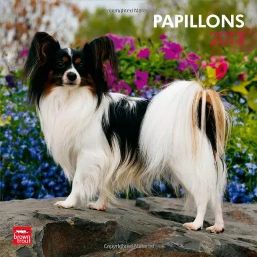 Papillons 2013 Square 12X12 Wall Calendar (Multilingual Edition)