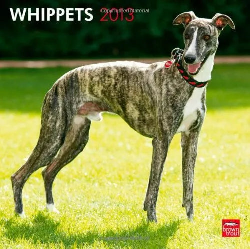Whippets 2013 Square 12X12 Wall Calendar (Multilingual Edition)
